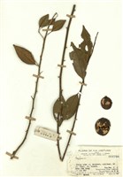 藏品(山檳榔)的圖片